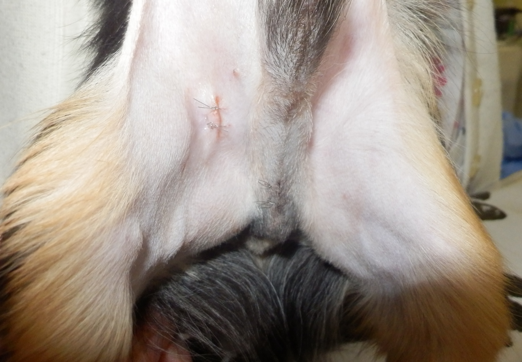 犬 の 去勢 後 写真