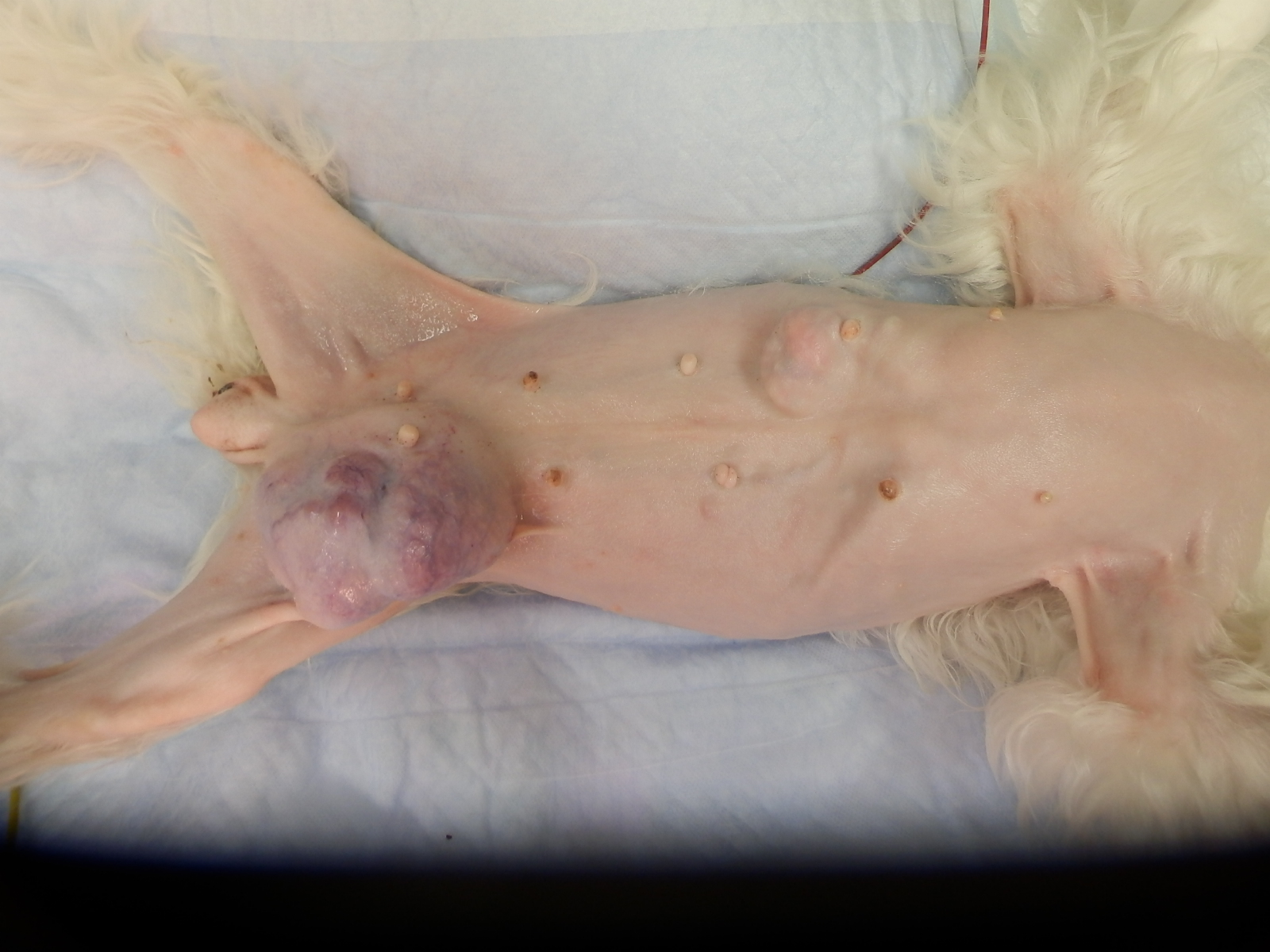 獣医外科基礎講座3「乳腺腫瘍があるイヌの卵巣・子宮全摘出術