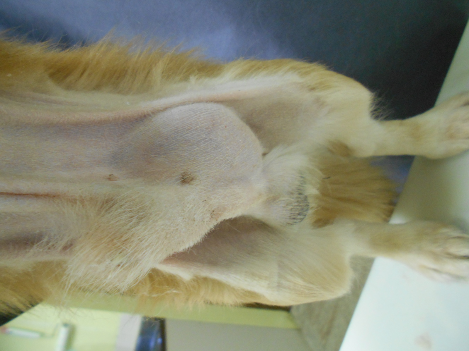 会陰ヘルニア、鼠径ヘルニア、去勢手術 ひだまり動物病院 名古屋市昭和区の動物病院 土曜祝日診療