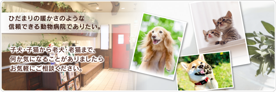 名古屋市の動物病院『ひだまり動物病院』